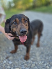 FRANZI, Hund, Mischlingshund in Wehringen - Bild 1