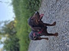 FRANZI, Hund, Mischlingshund in Wehringen - Bild 10