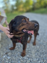 FRANZI, Hund, Mischlingshund in Wehringen - Bild 2