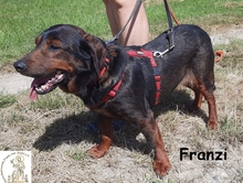 FRANZI, Hund, Mischlingshund in Wehringen - Bild 3