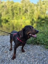 FRANZI, Hund, Mischlingshund in Wehringen - Bild 4