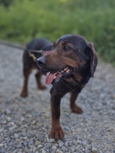 FRANZI, Hund, Mischlingshund in Wehringen - Bild 5