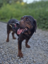 FRANZI, Hund, Mischlingshund in Wehringen - Bild 7