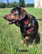 FRANZI, Hund, Mischlingshund in Wehringen - Bild 8