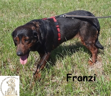 FRANZI, Hund, Mischlingshund in Wehringen - Bild 9