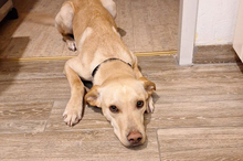 DOKI, Hund, Mischlingshund in Berlin - Bild 1