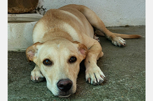 DOKI, Hund, Mischlingshund in Berlin - Bild 10