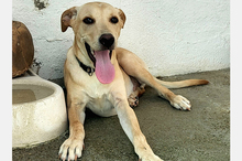 DOKI, Hund, Mischlingshund in Berlin - Bild 11