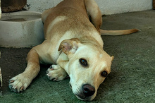 DOKI, Hund, Mischlingshund in Berlin - Bild 12
