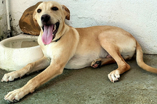 DOKI, Hund, Mischlingshund in Berlin - Bild 13