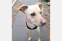 DOKI, Hund, Mischlingshund in Berlin - Bild 14
