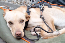 DOKI, Hund, Mischlingshund in Berlin - Bild 15
