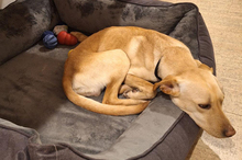 DOKI, Hund, Mischlingshund in Berlin - Bild 16