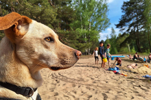 DOKI, Hund, Mischlingshund in Berlin - Bild 17