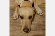 DOKI, Hund, Mischlingshund in Berlin - Bild 18