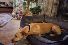 DOKI, Hund, Mischlingshund in Berlin - Bild 19