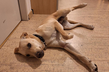DOKI, Hund, Mischlingshund in Berlin - Bild 2
