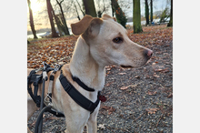 DOKI, Hund, Mischlingshund in Berlin - Bild 3
