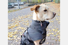 DOKI, Hund, Mischlingshund in Berlin - Bild 4
