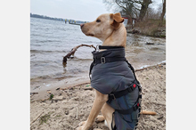 DOKI, Hund, Mischlingshund in Berlin - Bild 5