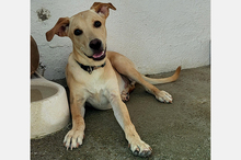 DOKI, Hund, Mischlingshund in Berlin - Bild 7