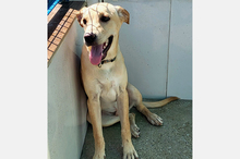 DOKI, Hund, Mischlingshund in Berlin - Bild 9