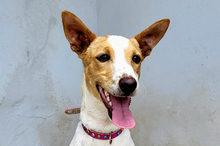 SUKI, Hund, Podenco-Mix in Spanien - Bild 1