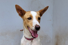 SUKI, Hund, Podenco-Mix in Spanien - Bild 10