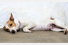 SUKI, Hund, Podenco-Mix in Spanien - Bild 2