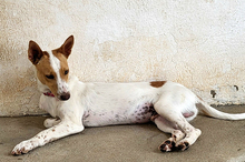 SUKI, Hund, Podenco-Mix in Spanien - Bild 3