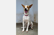 SUKI, Hund, Podenco-Mix in Spanien - Bild 4