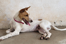SUKI, Hund, Podenco-Mix in Spanien - Bild 5