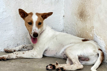 SUKI, Hund, Podenco-Mix in Spanien - Bild 6