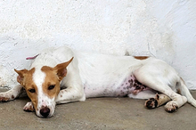 SUKI, Hund, Podenco-Mix in Spanien - Bild 8