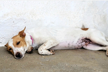 SUKI, Hund, Podenco-Mix in Spanien - Bild 9
