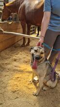 SHANTY, Hund, Mischlingshund in Kerpen - Bild 1