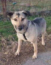 SHANTY, Hund, Mischlingshund in Kerpen - Bild 2