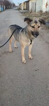 SHANTY, Hund, Mischlingshund in Kerpen - Bild 3