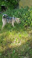 SHANTY, Hund, Mischlingshund in Kerpen - Bild 4