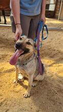 SHANTY, Hund, Mischlingshund in Kerpen - Bild 5