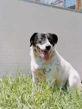 MONTY, Hund, Mischlingshund in Rumänien - Bild 2