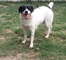 MONTY, Hund, Mischlingshund in Rumänien - Bild 3