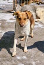 HORATIO, Hund, Mischlingshund in Rumänien