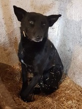 BLACKY, Hund, Mischlingshund in Rumänien - Bild 1