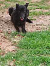 BLACKY, Hund, Mischlingshund in Rumänien - Bild 2