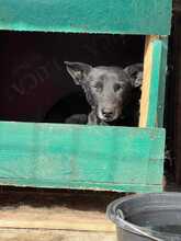 BLACKY, Hund, Mischlingshund in Rumänien - Bild 3