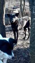 BLACKY, Hund, Mischlingshund in Rumänien - Bild 4