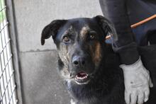 PAXIEL, Hund, Mischlingshund in Italien - Bild 1