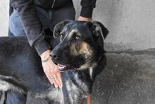 PAXIEL, Hund, Mischlingshund in Italien - Bild 10