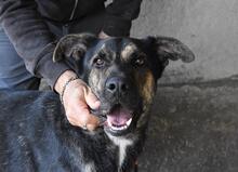 PAXIEL, Hund, Mischlingshund in Italien - Bild 11